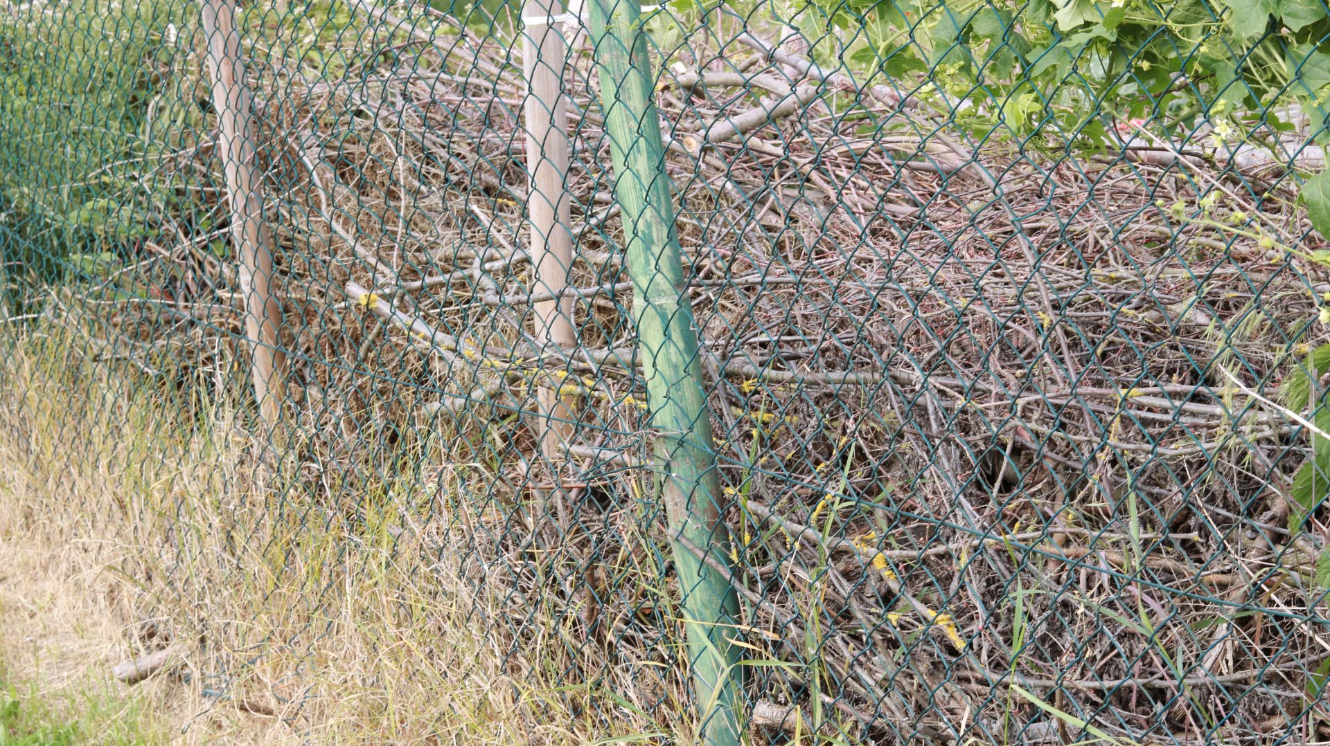 Wildbiene 2