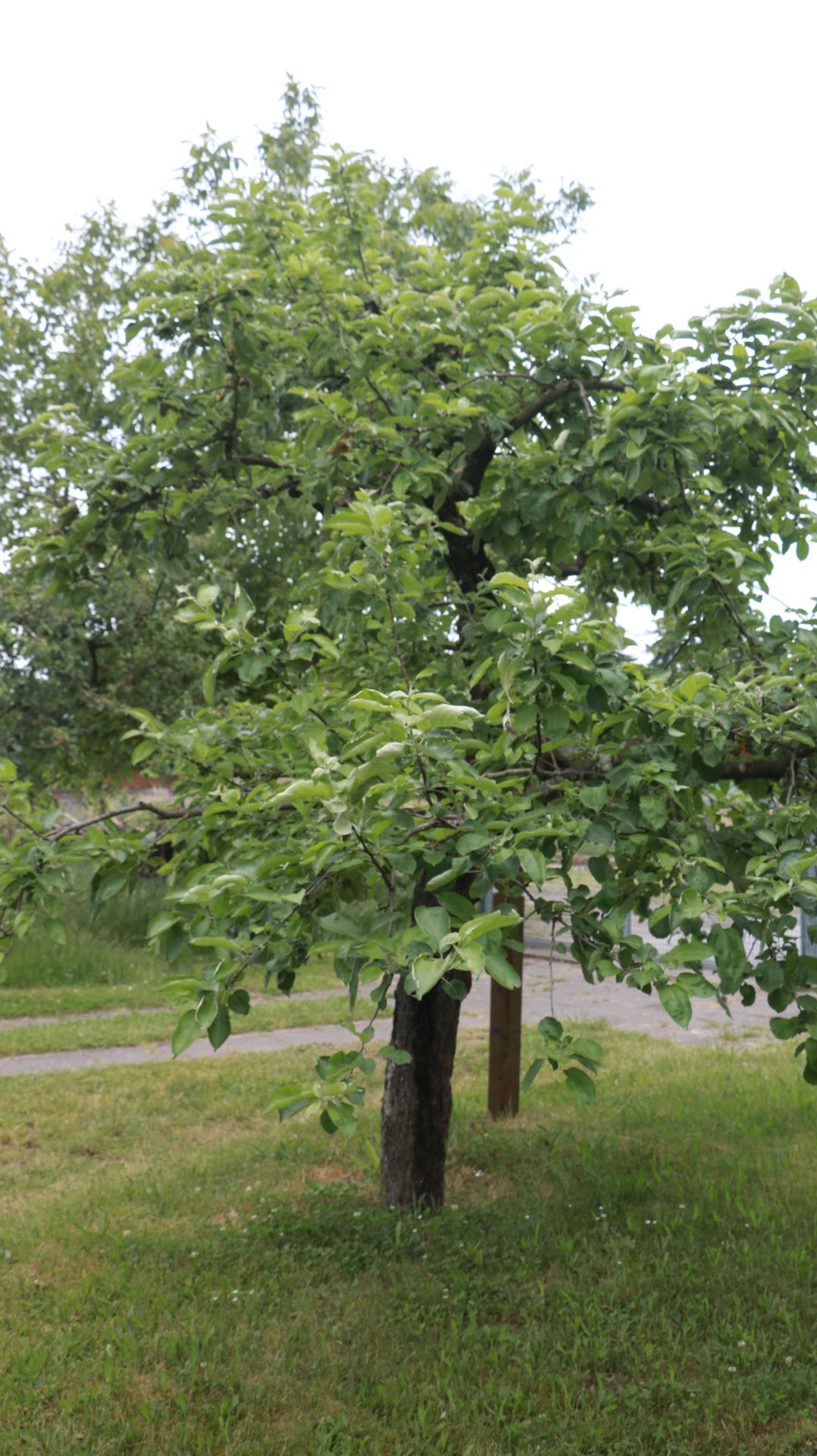 Streuobstwiese 3