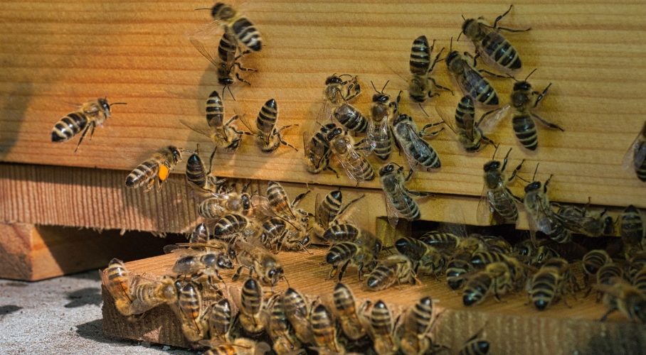 Bienen